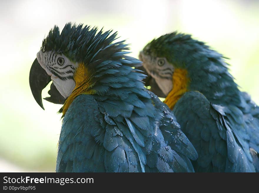 A couple of colorful Blue and Gold Macaws close-up. A couple of colorful Blue and Gold Macaws close-up