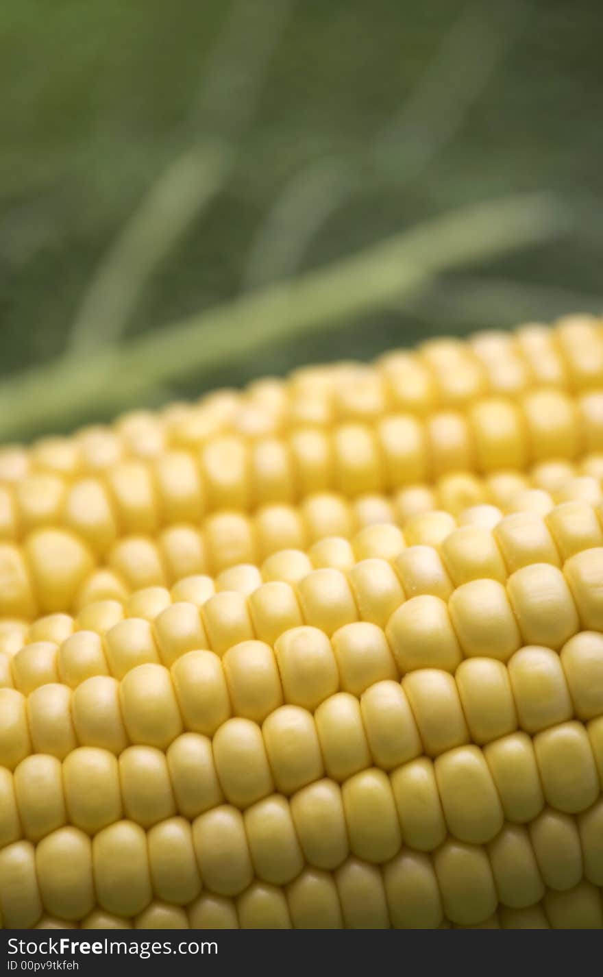 Fresh Corn On Greens