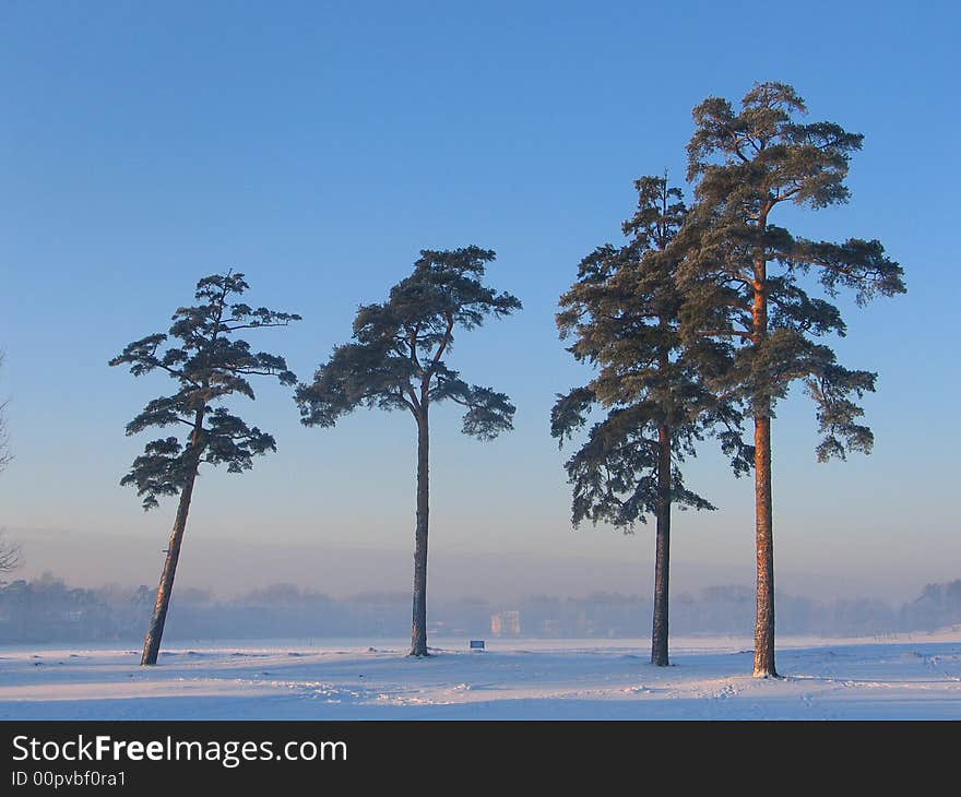 Pine in winter