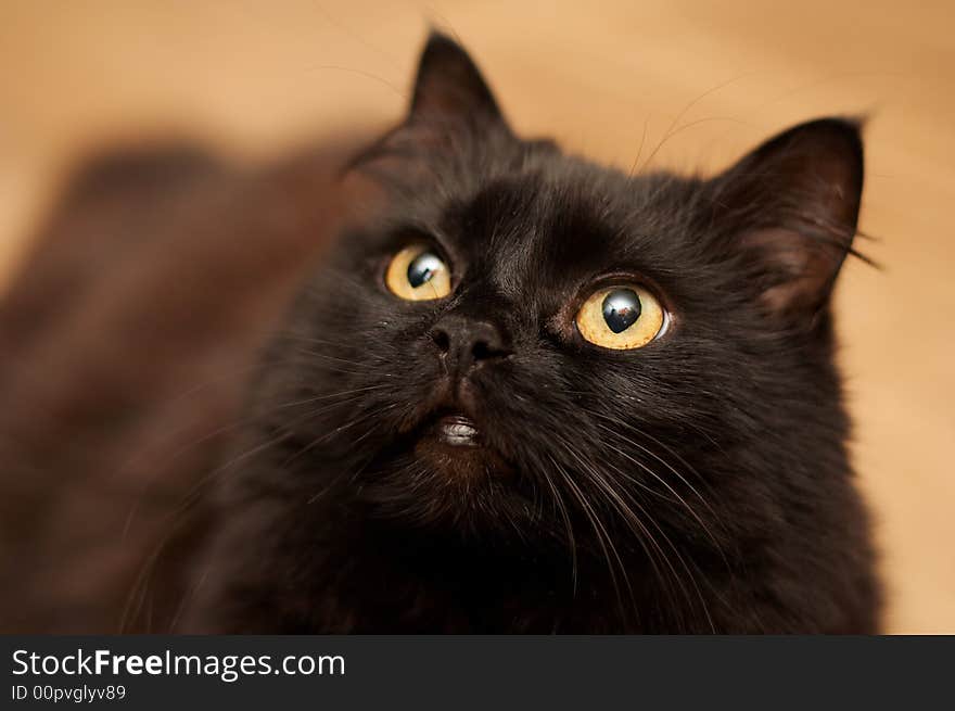 Cute black cat looking up