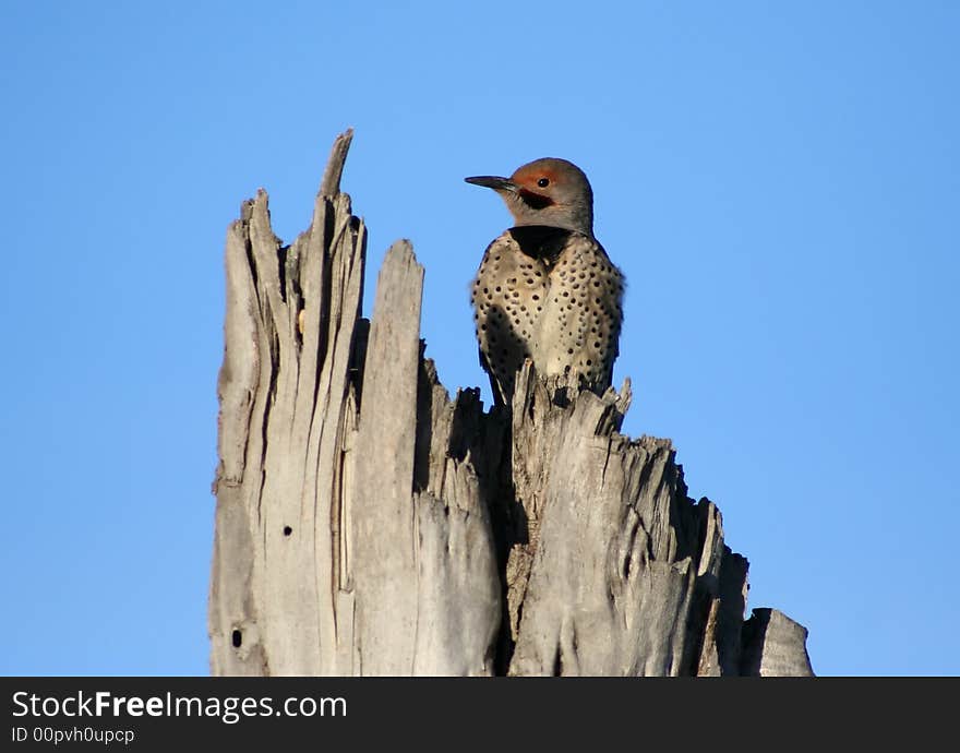 Red Woodpecker