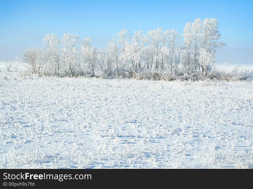 Frozen trees on sky background. white winter