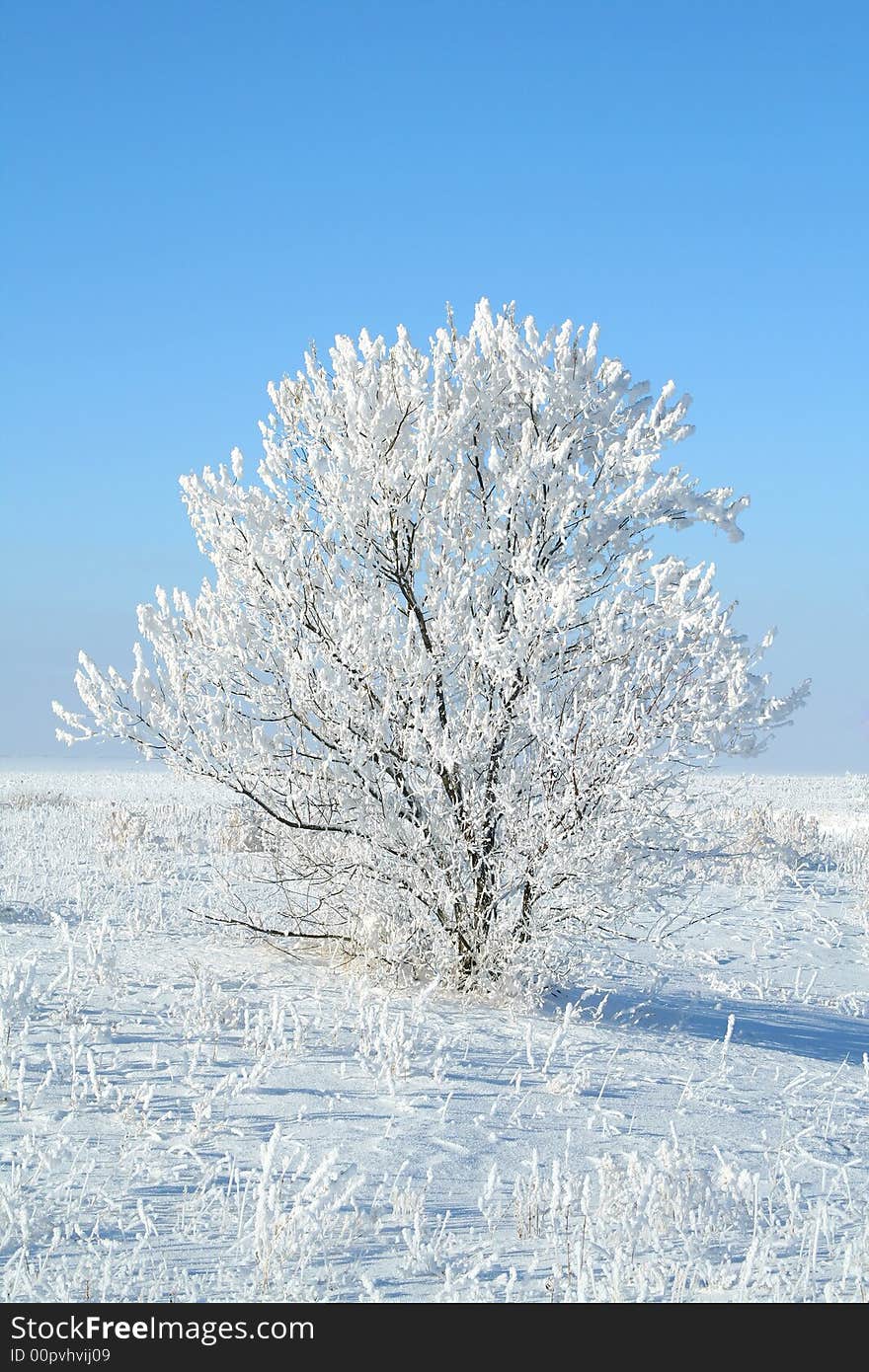 Alone frozen tree. white winter