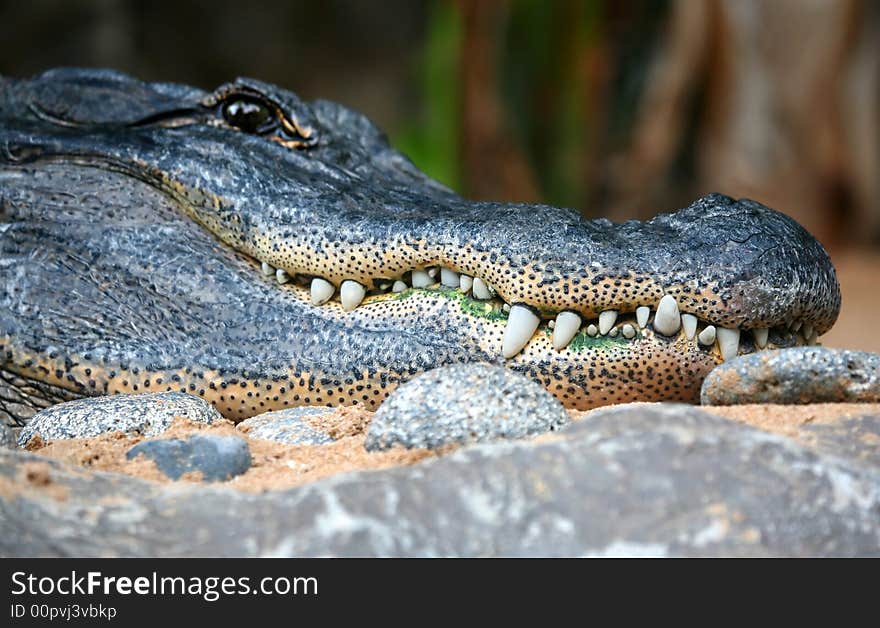 A digital image of an alligator in a zoo in tenerife.