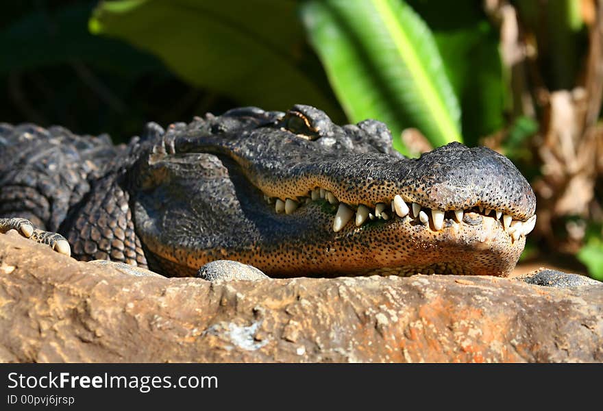 A digital image of an alligator in a zoo in tenerife. A digital image of an alligator in a zoo in tenerife.