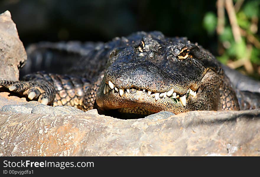 A digital image of an alligator in a zoo in tenerife. A digital image of an alligator in a zoo in tenerife.