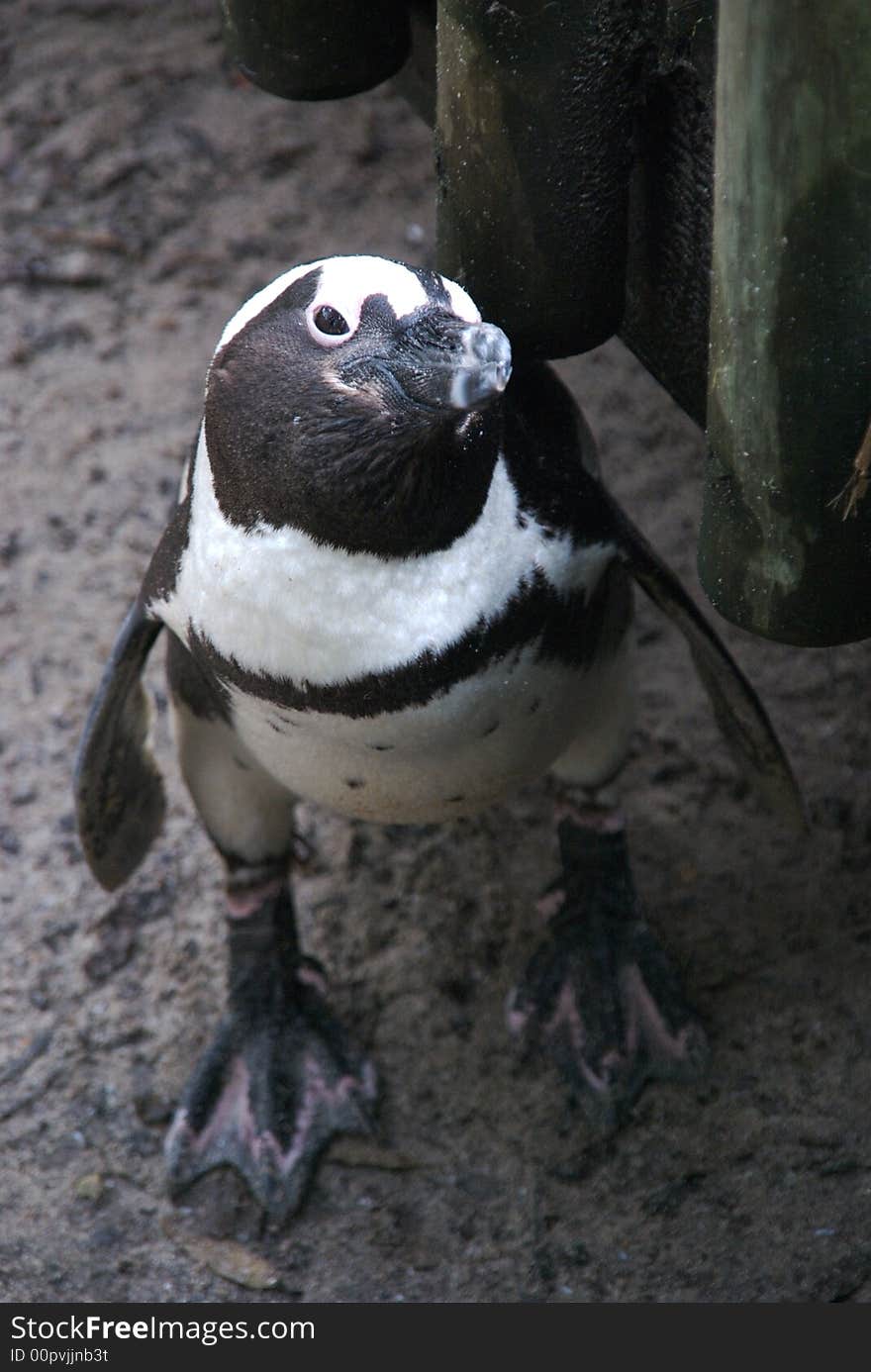 Curious Penguin