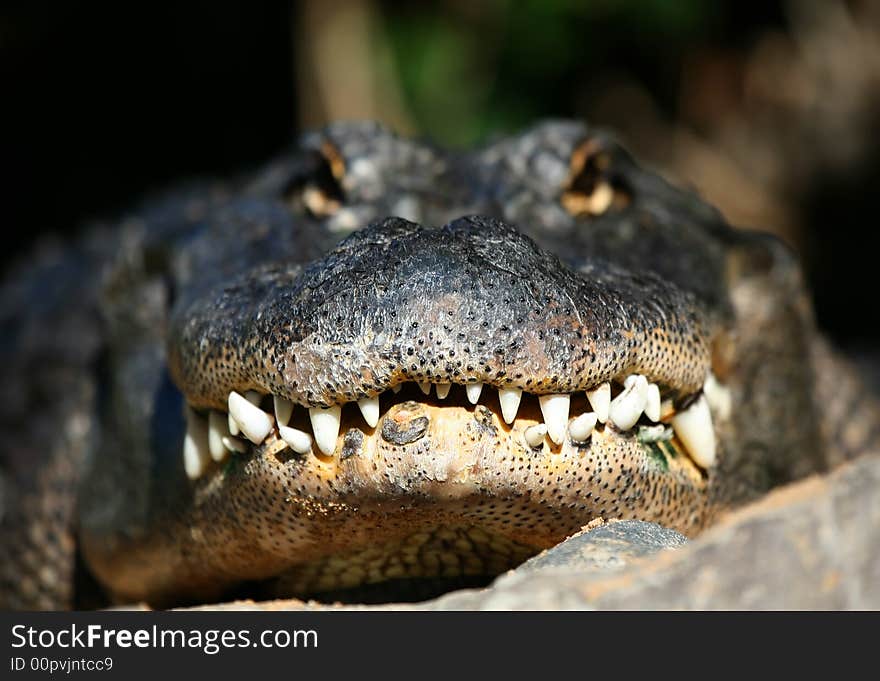 A digital image of an alligator in a zoo in tenerife. A digital image of an alligator in a zoo in tenerife.