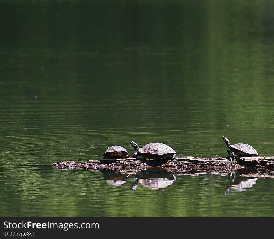 Turtles Reflected