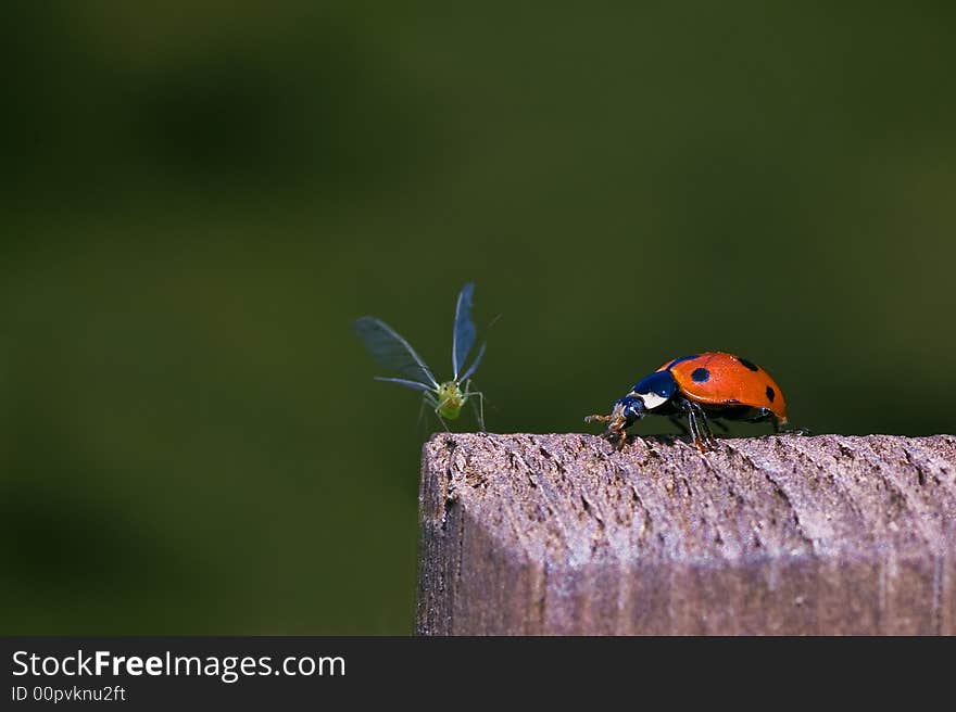 Ladybeetle trying to grab a scared Aphid. Ladybeetle trying to grab a scared Aphid.