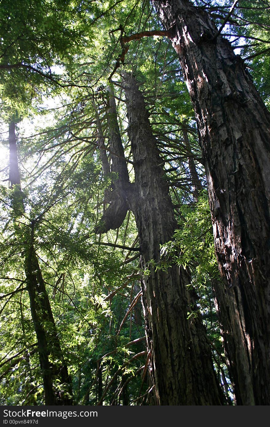 Redwoods bent by Native Americans as signal trees. Redwoods bent by Native Americans as signal trees