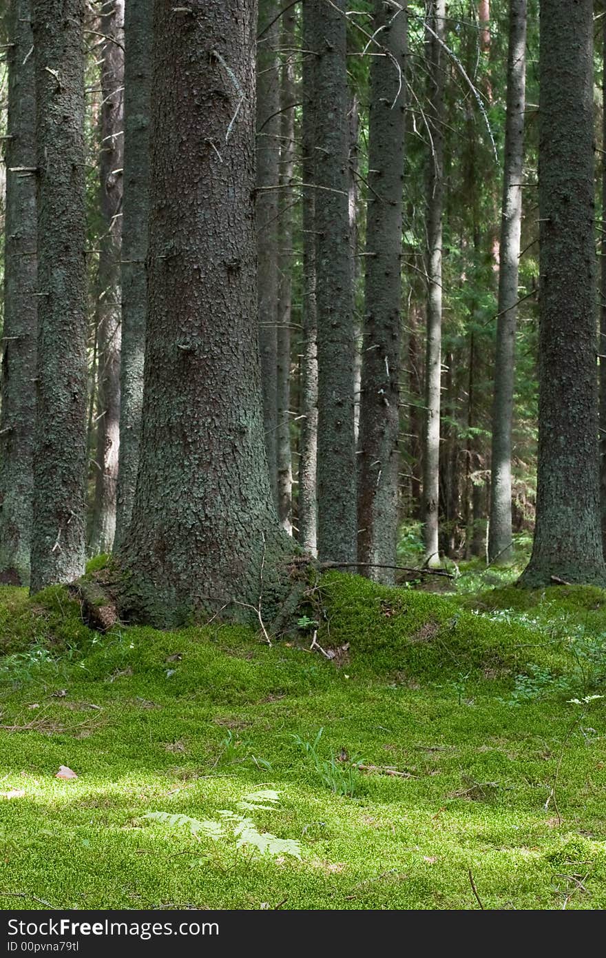 Softwood forest at summer, Seliger lake, Russia. Softwood forest at summer, Seliger lake, Russia