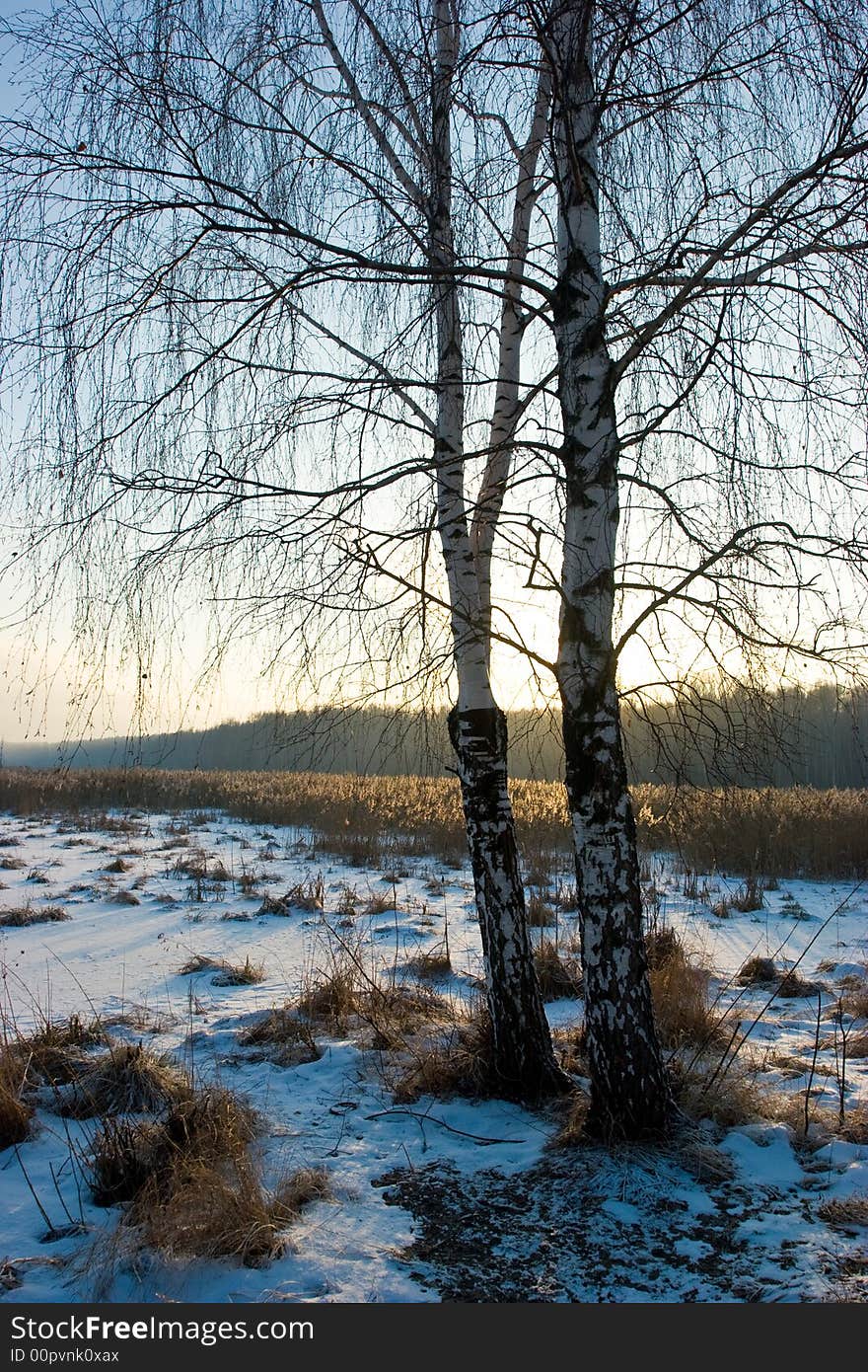 Sunset behind the birch-tree at Yauza river, Russia. Sunset behind the birch-tree at Yauza river, Russia
