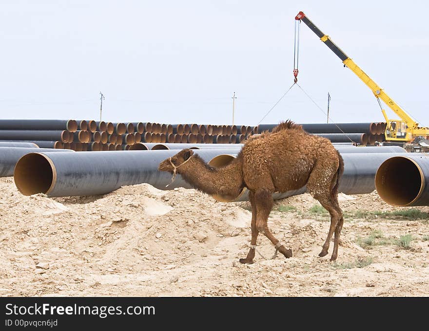 Camel on industry background of Kazakhstan country