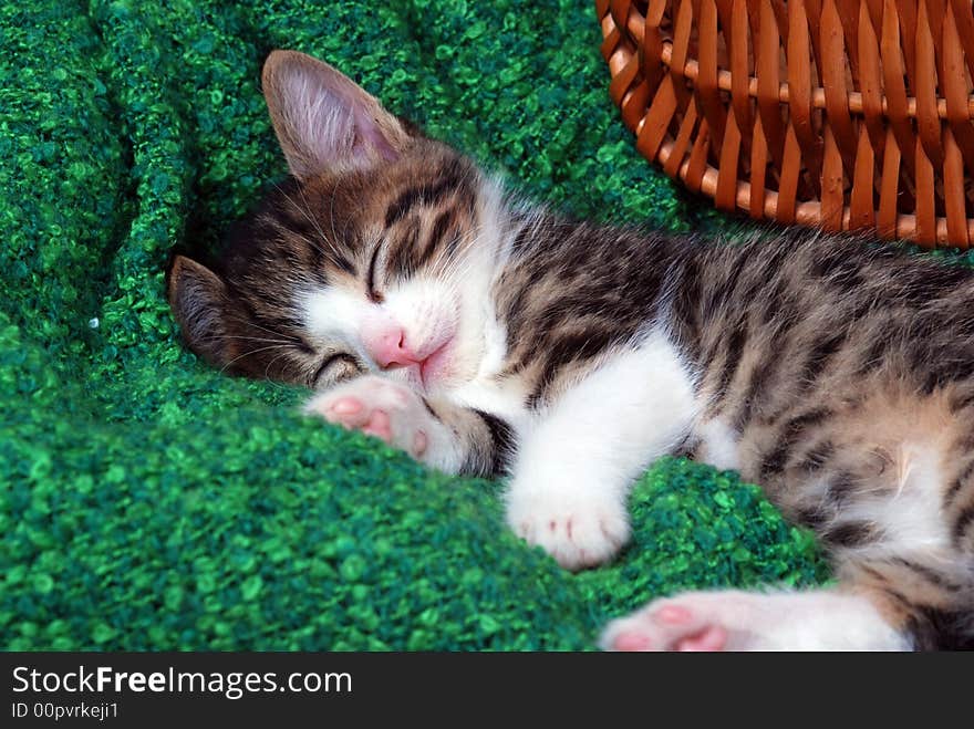 Kitten taking a nap on soft blanket