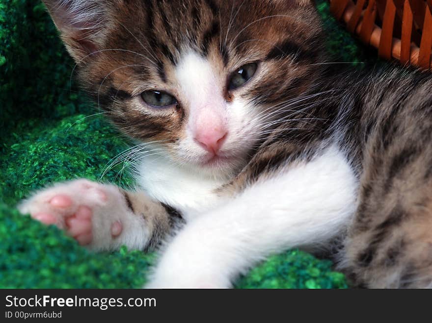 Kitten looking tired into the camera. Kitten looking tired into the camera