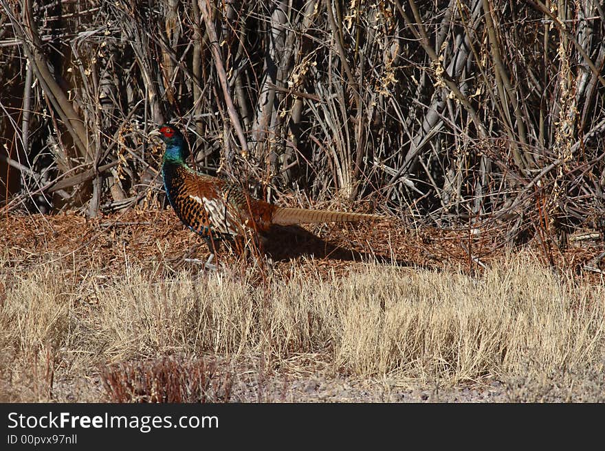 Ring-necked pheasant male