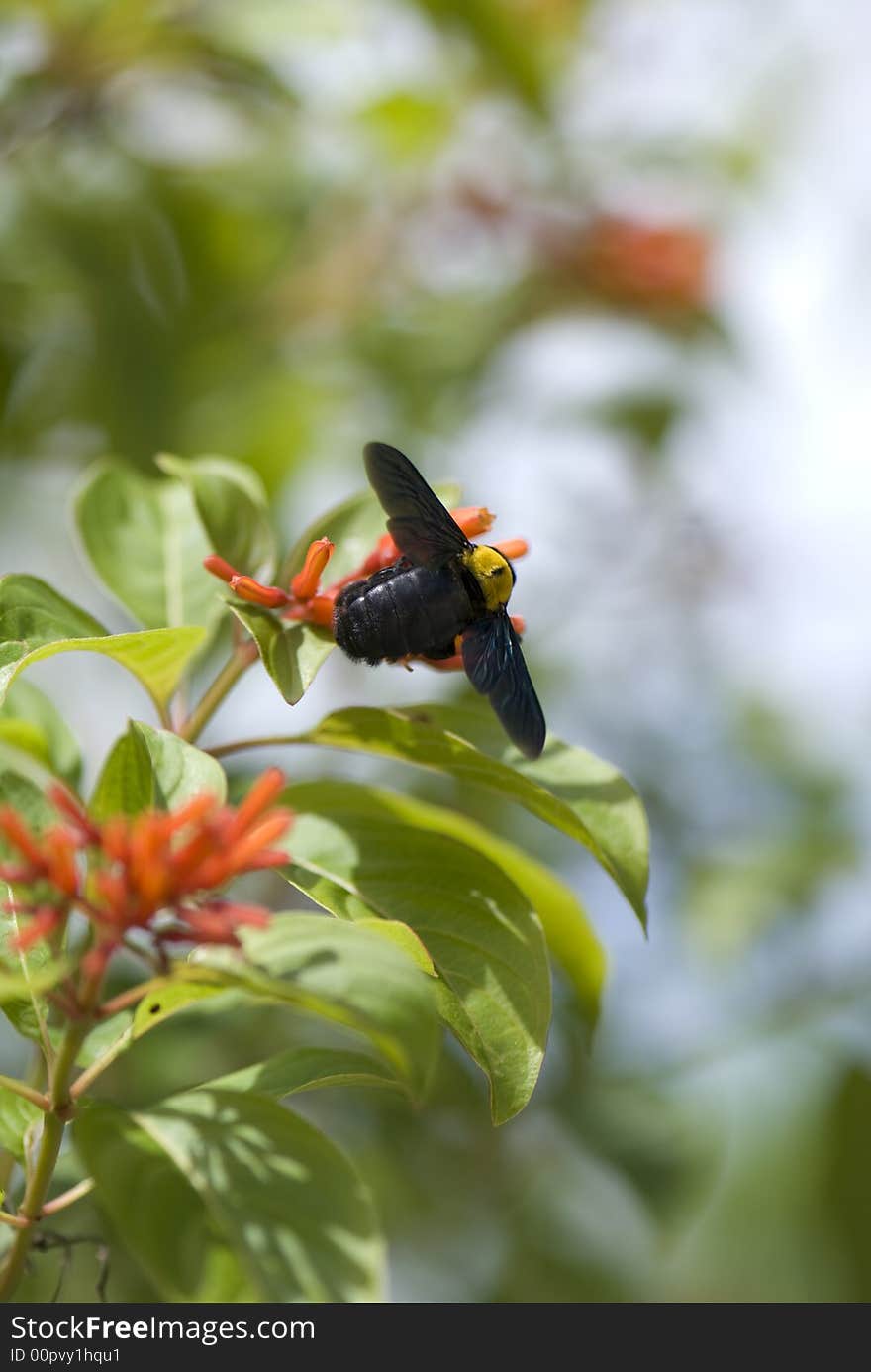 Bee flying