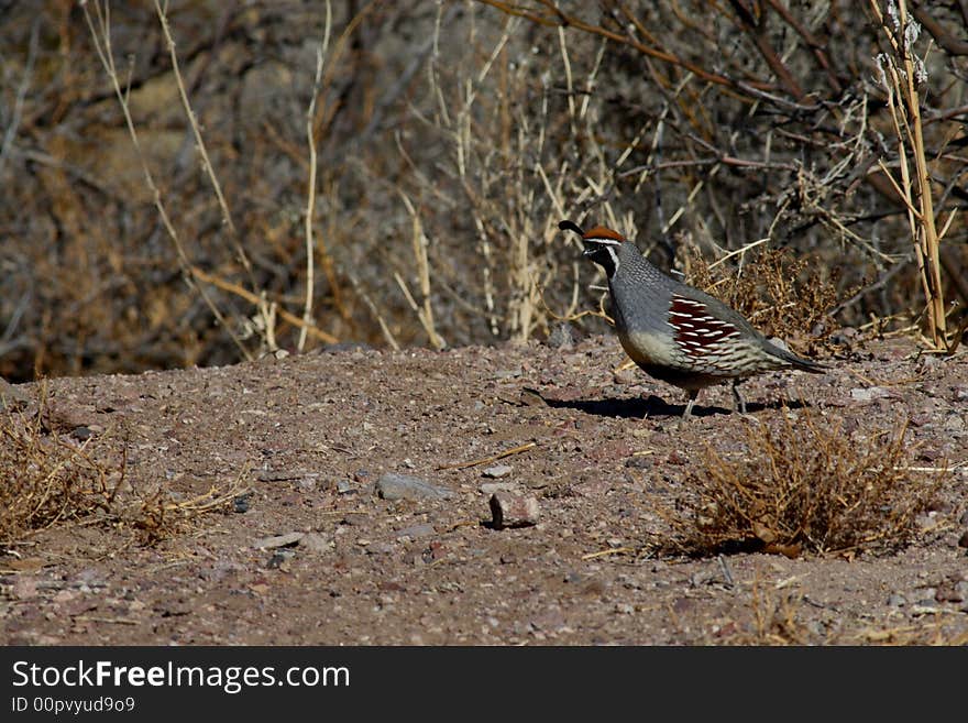 Gambel's quail in natural habitat