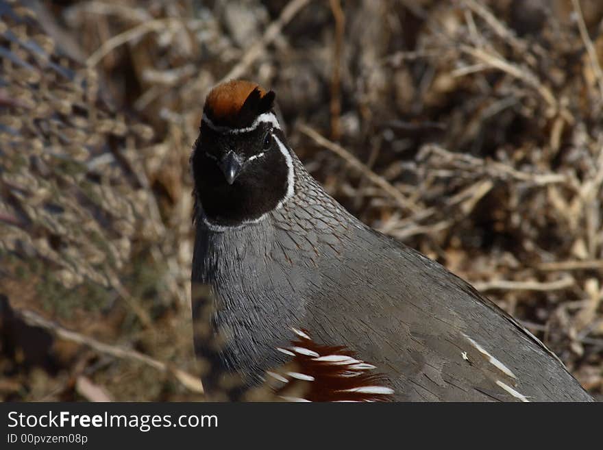 Gambel s Quail close-up