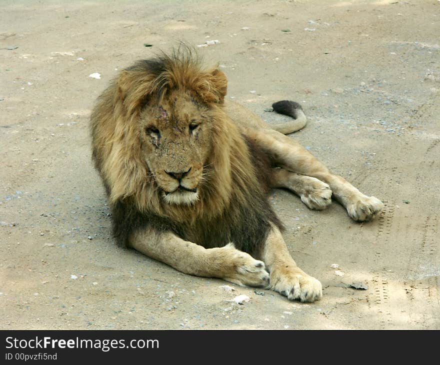 Animals, lion, cat, safari, wildlife, male