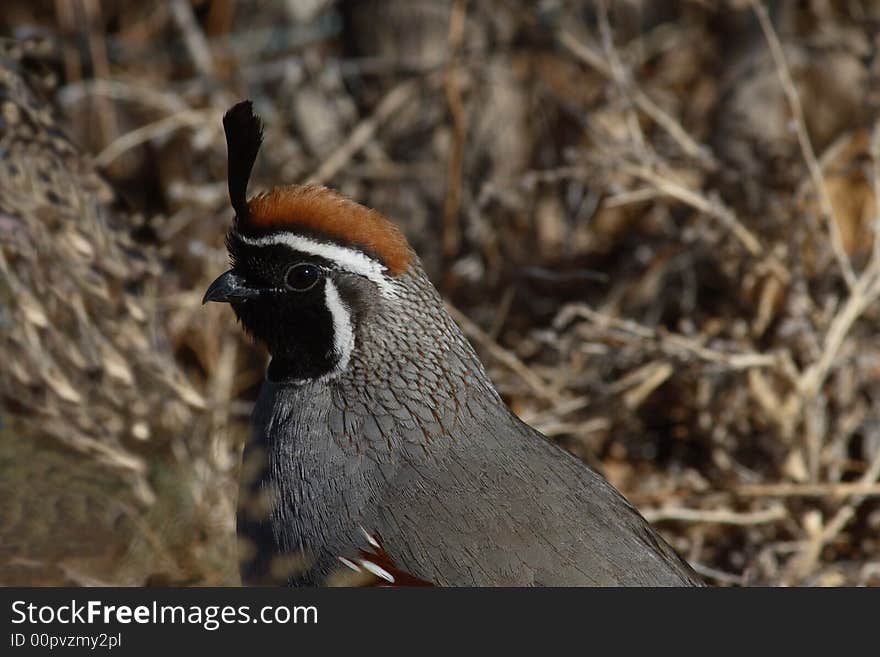 Gambel's quail male close-up. Gambel's quail male close-up