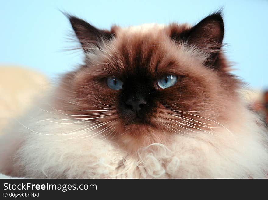 Disgruntled looking himalayan male cat looking off to the side