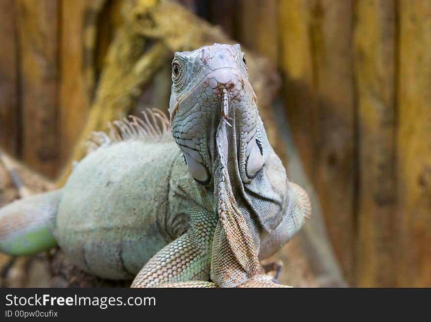 Cold-blooded reptilian in the glass terrarium. Cold-blooded reptilian in the glass terrarium