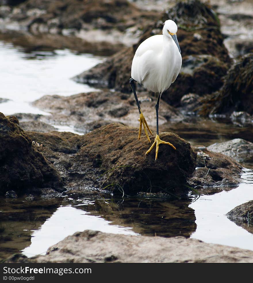 Egret