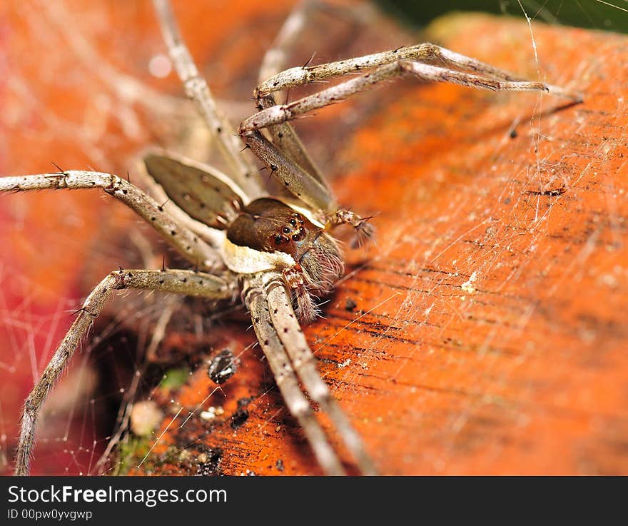 A macro shot of a spider in the jungle