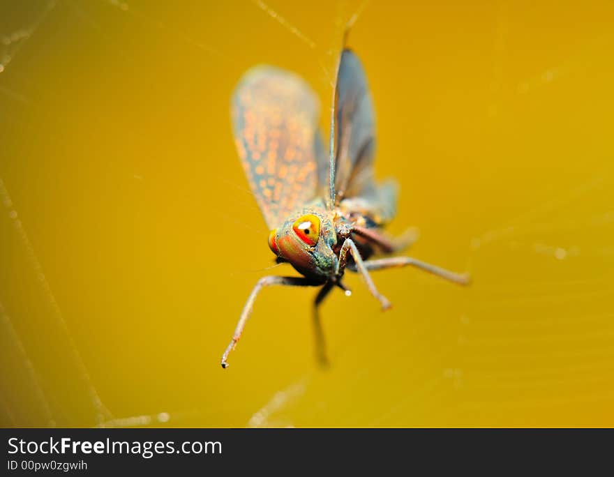 Leafhopper stuck on a web