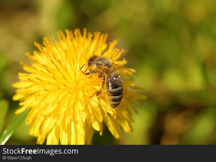 Honeybee on a dandelion