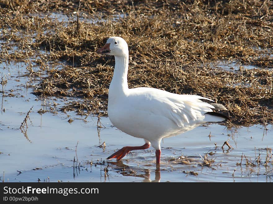 Snow Goose