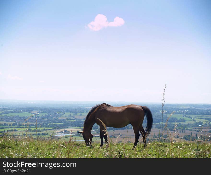 I horse perched on the edge of a hill in Southeast England. I horse perched on the edge of a hill in Southeast England