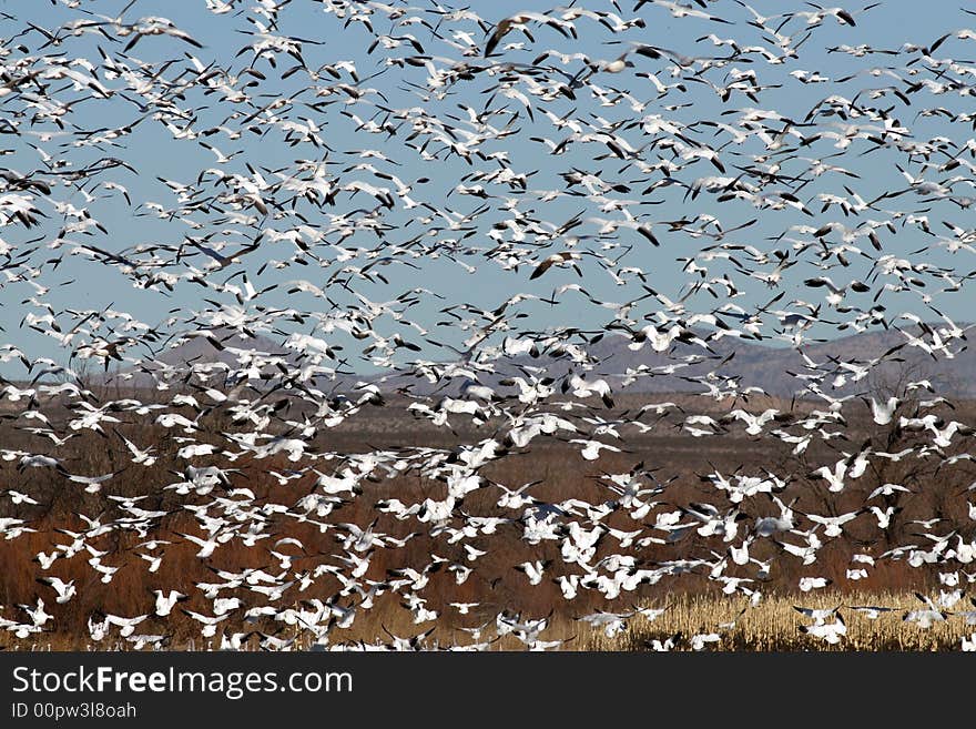 Snow geese in flight