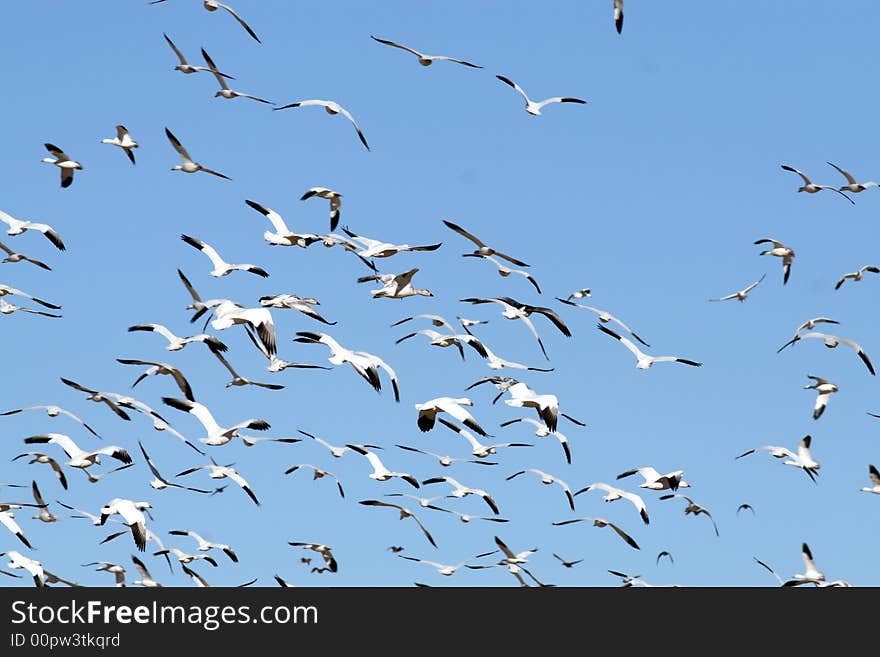 Snow geese and blue sky