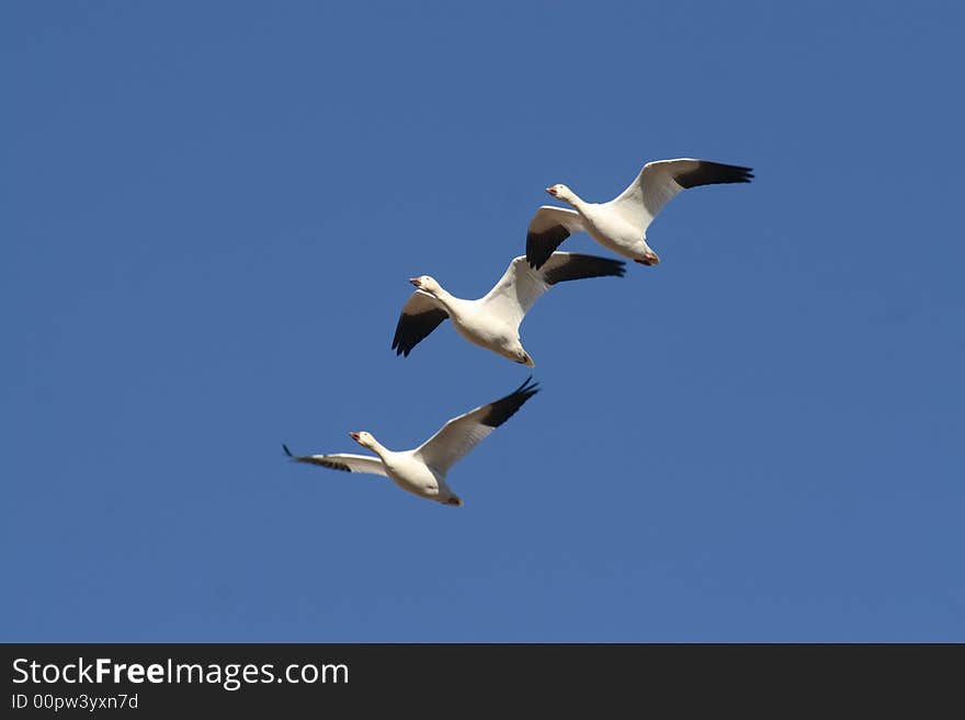 Three snow geese in flight