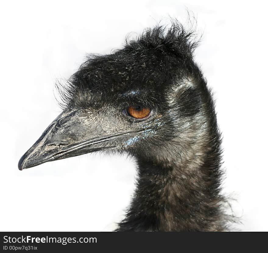 A close look at the head and face of an Emu bird. A close look at the head and face of an Emu bird