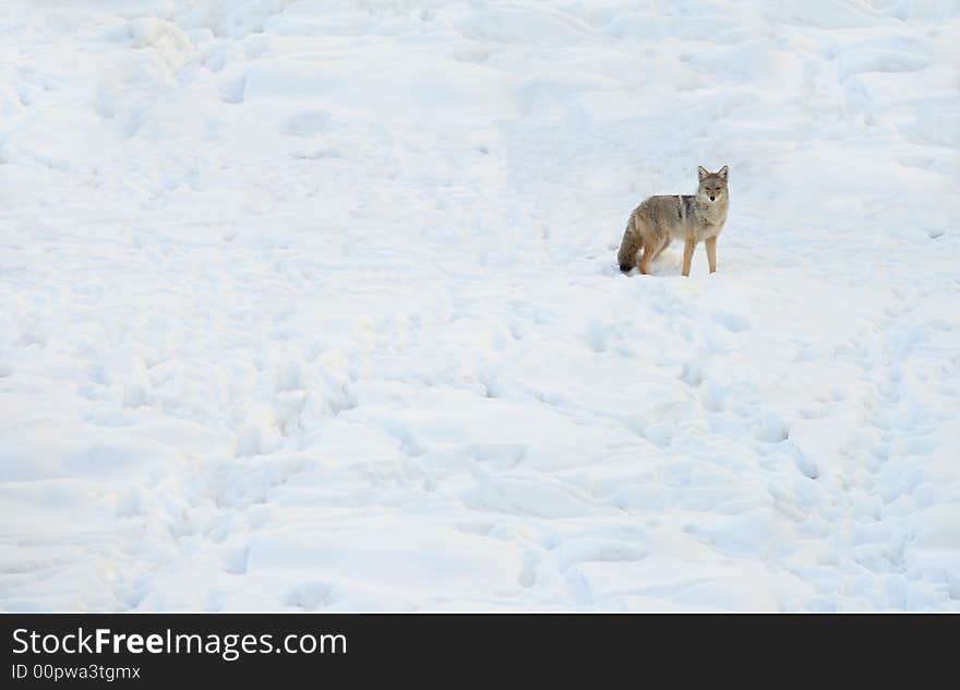 Lone predator in the middle of a snow covered wniter field. Lone predator in the middle of a snow covered wniter field