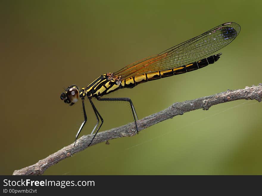 Damselfly