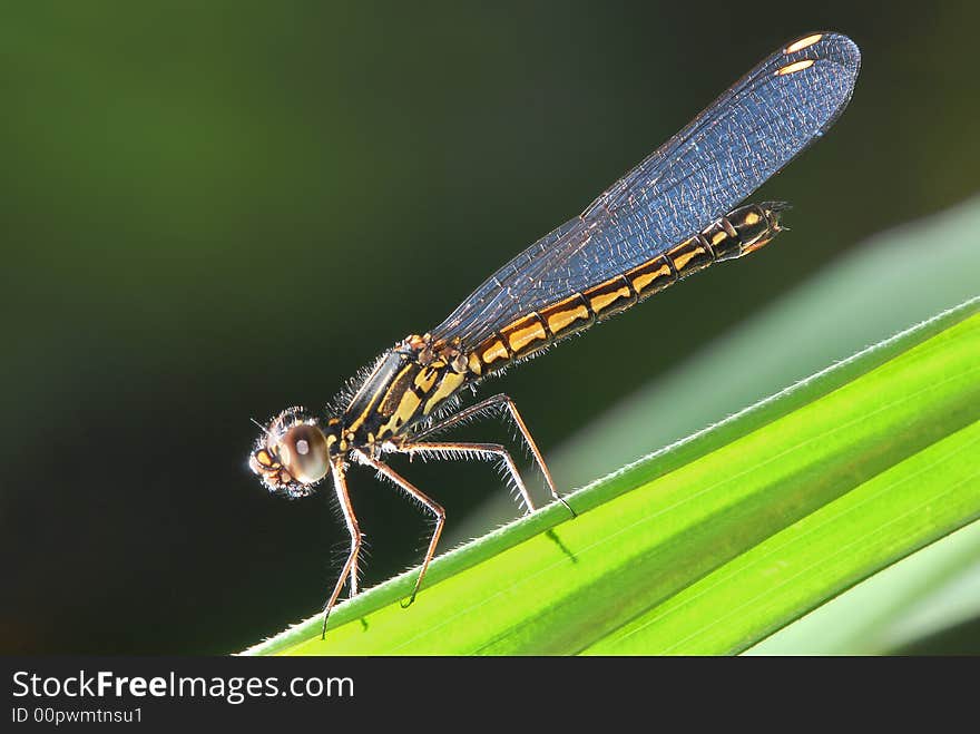 The Danselfly Is Libellago lineata lineata (Burmeister, 1839)]F. The Danselfly Is Libellago lineata lineata (Burmeister, 1839)]F.