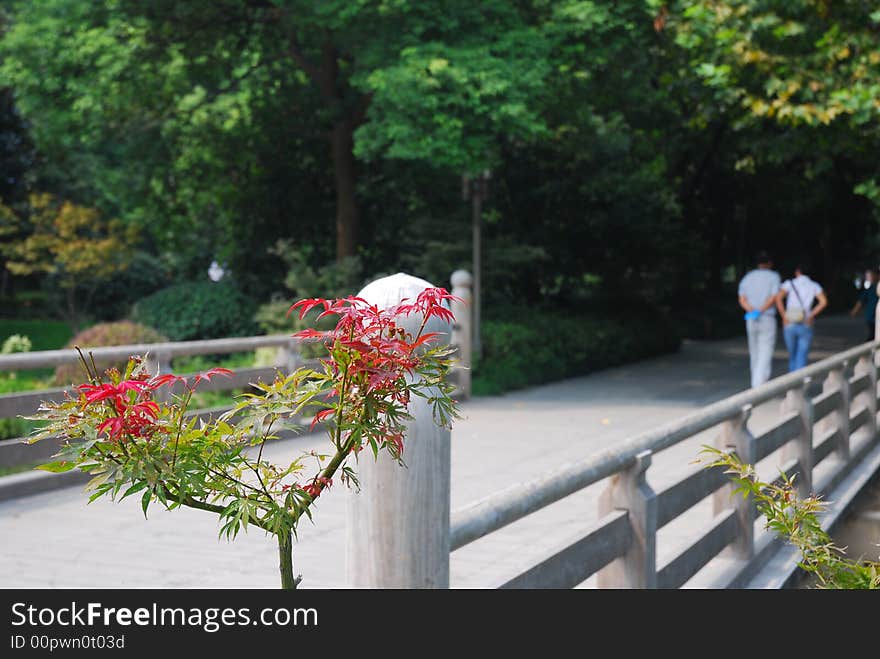 A tree, a couple, lover's paradise, west lake in Hangzhou.