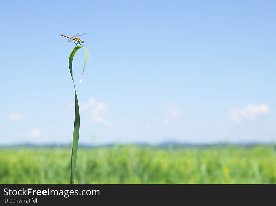 A red dragonfly looking down onto the field. A red dragonfly looking down onto the field