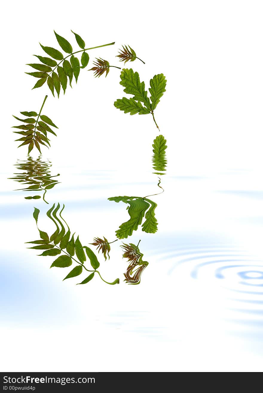 Abstract oval arrangement of oak and ash leaves reflected in water. Set against a white background. Abstract oval arrangement of oak and ash leaves reflected in water. Set against a white background.