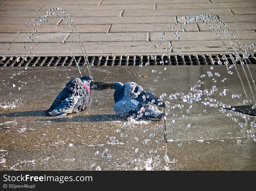 Birds in the water doing a shower