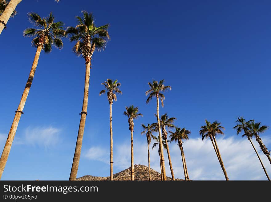 A lot of palms in Los Cabos in Baja in Mexico. A lot of palms in Los Cabos in Baja in Mexico