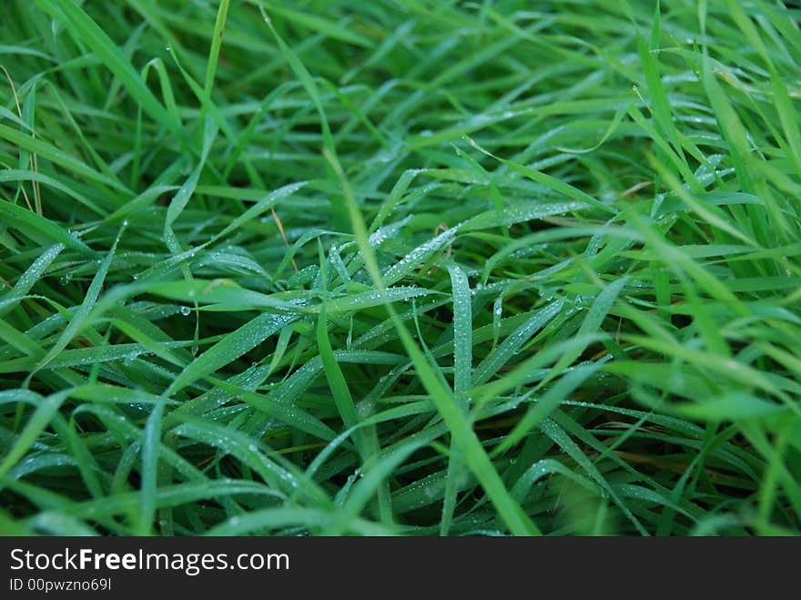 Drops of dew on a young green grass. Drops of dew on a young green grass