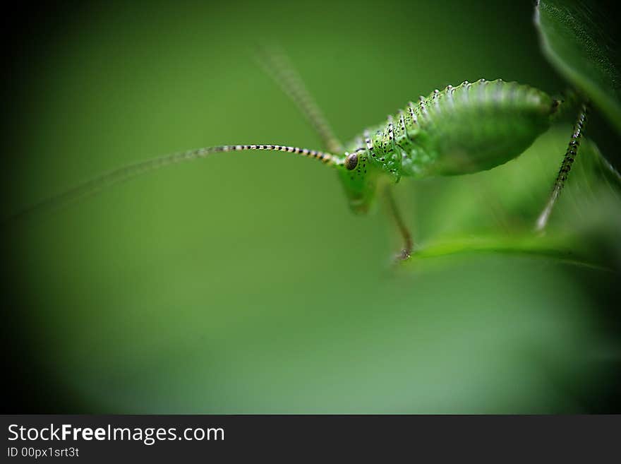 Green insect with long antennas establishing contact with neighbor. Green insect with long antennas establishing contact with neighbor