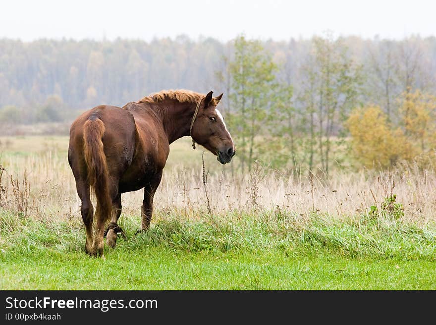 Brown horse grazing on an autumn meadow. Brown horse grazing on an autumn meadow