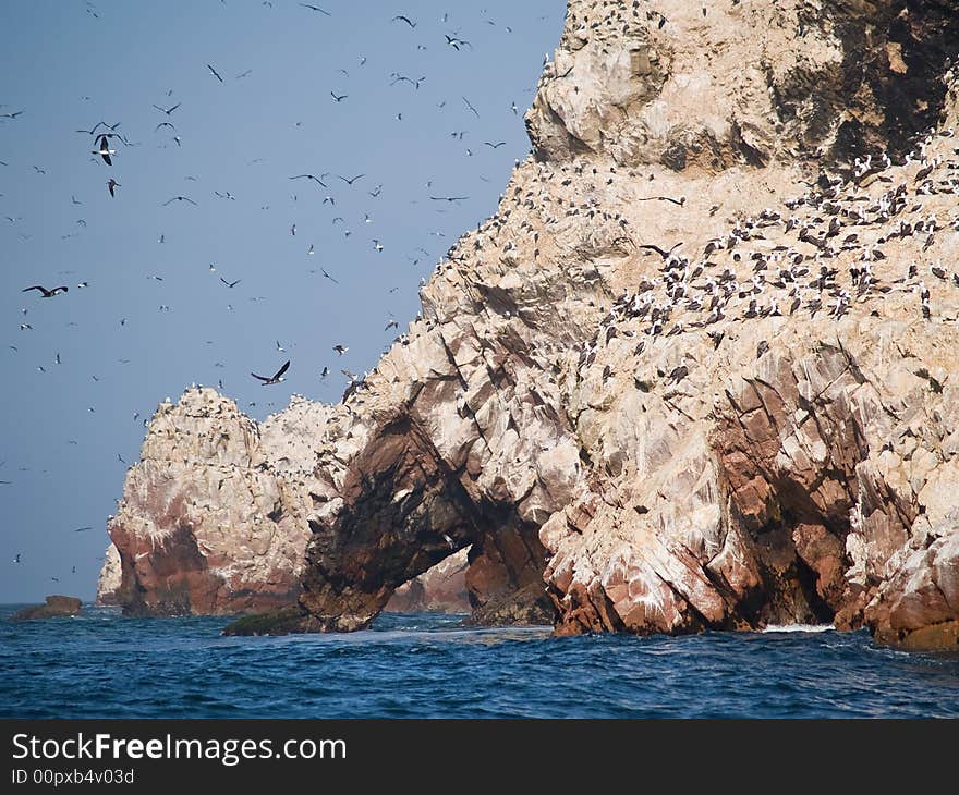 Wildlife on Islas Ballestas in Peru, Paracas Natural Park